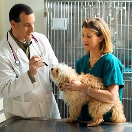 Clínica Veterinaria Inca médicos veterinarios con mascota
