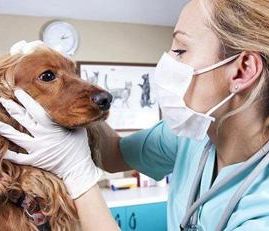 Clínica Veterinaria Inca mujer revisando perro