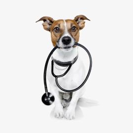 Clínica Veterinaria Inca perro
