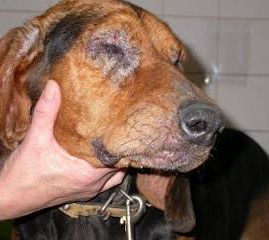 Clínica Veterinaria Inca mascota enferma
