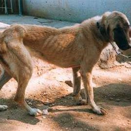 Clínica Veterinaria Inca perro enfermo