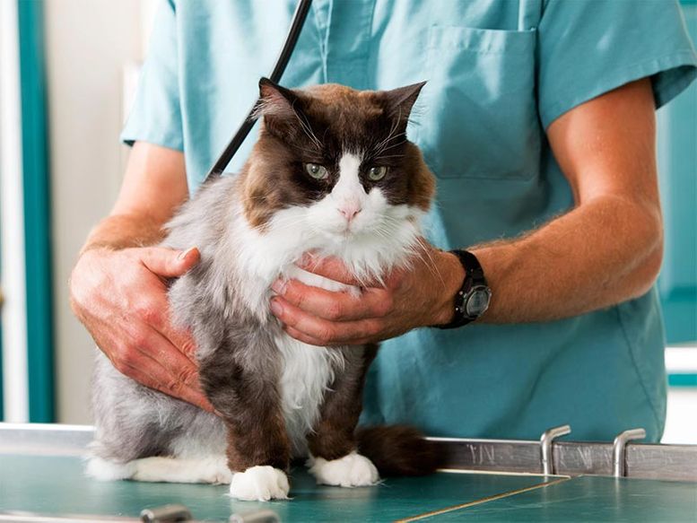 Clínica Veterinaria Inca veterinario con gato