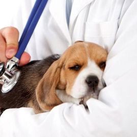 Clínica Veterinaria Inca veterinario con mascota