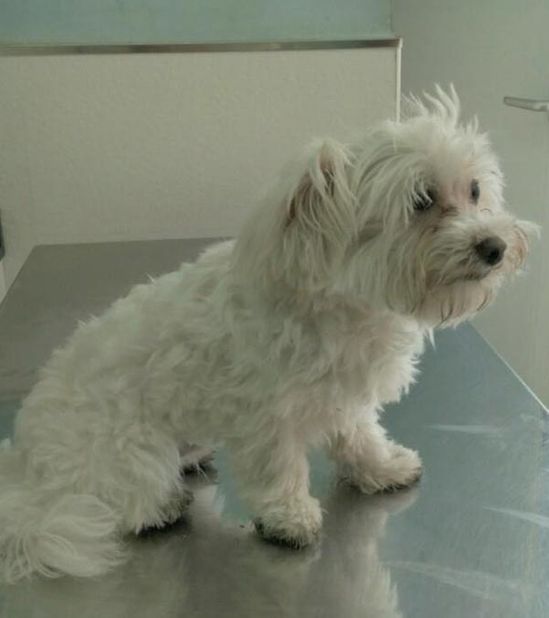 Clínica Veterinaria Inca perro en consultorio