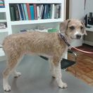 Clínica Veterinaria Inca mascota en clínica